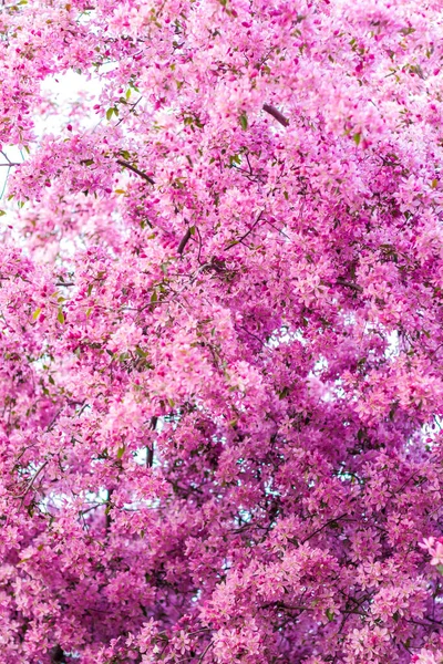 Apple Tree Bloom Pink Bright Flowers Spring Flowering Apple Orchard — Foto de Stock