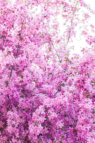 Apple Tree Bloom Pink Bright Flowers Spring Flowering Apple Orchard — Photo