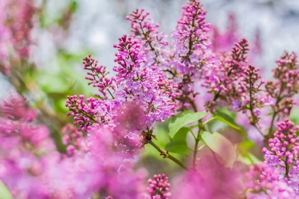 Lilac Blooms Sunny Spring Day May Flowers Were Just Beginning — 스톡 사진
