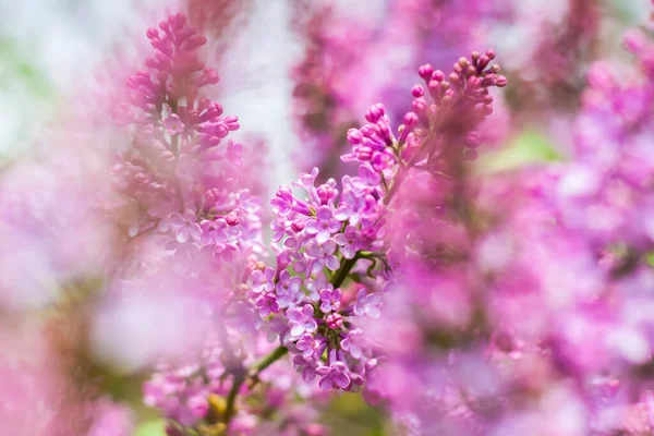 Lilac Blooms Sunny Spring Day May Flowers Were Just Beginning — Stock Photo, Image