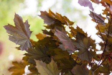 Parlak yeşil arka planda kırmızı bir akçaağaç. Kırmızı akçaağacın yaprakları. Doğa ve bahçeler.