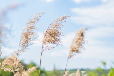Göldeki otlar, sazlıklar, kamış tohumları. Göldeki sazlıklar rüzgarda sallanıyor mavi gökyüzüne ve suya karşı. Soyut doğal arkaplan. Parlak renklerle güzel bir desen. Seçici Odaklanma
