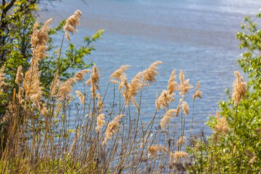 Göldeki otlar, sazlıklar, kamış tohumları. Göldeki sazlıklar rüzgarda sallanıyor mavi gökyüzüne ve suya karşı. Soyut doğal arkaplan. Parlak renklerle güzel bir desen. Seçici Odaklanma