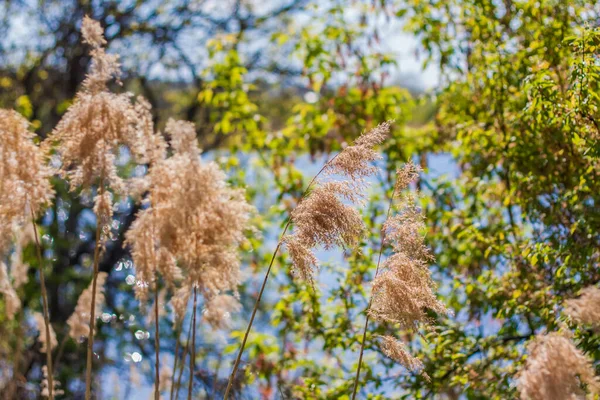 Pampas Herbe Sur Lac Roseaux Graines Canne Les Roseaux Sur — Photo