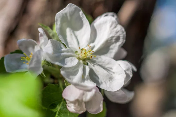 Apple Trees Bloom Bright Sunny Day Bright Blue Sky Natural — Stock Photo, Image