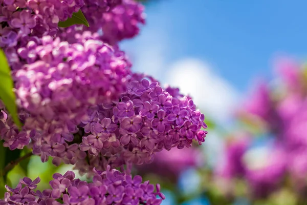 Lilac Zahradě Kvetoucí Šeříkově Fialové Květy Selektivní Zaměření Větvička Šeříku — Stock fotografie