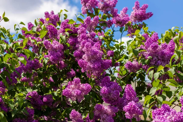 Lilac Garden Blooming Lilac Purple Flowers Selective Focus Branch Lilac — Stock Photo, Image