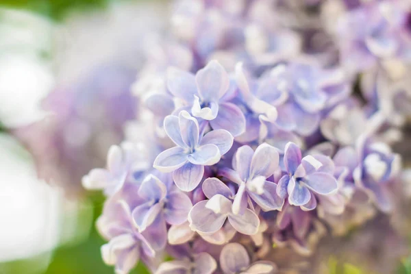 Lilac Zahradě Kvetoucí Šeříkově Fialové Květy Selektivní Zaměření Větvička Šeříku — Stock fotografie