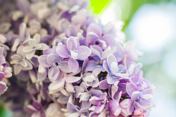 Lilac Zahradě Kvetoucí Šeříkově Fialové Květy Selektivní Zaměření Větvička Šeříku — Stock fotografie