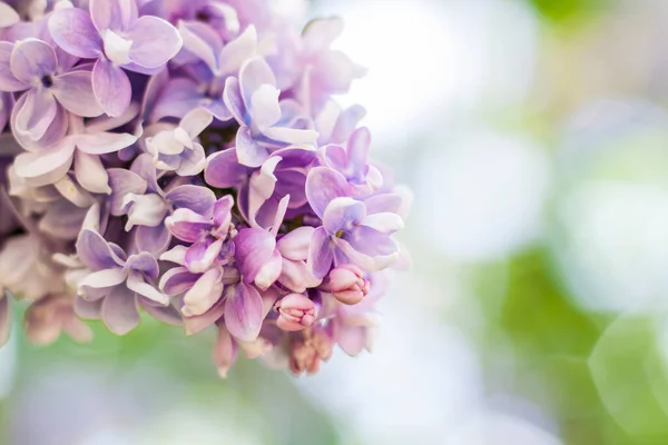 Lilac Zahradě Kvetoucí Šeříkově Fialové Květy Selektivní Zaměření Větvička Šeříku — Stock fotografie