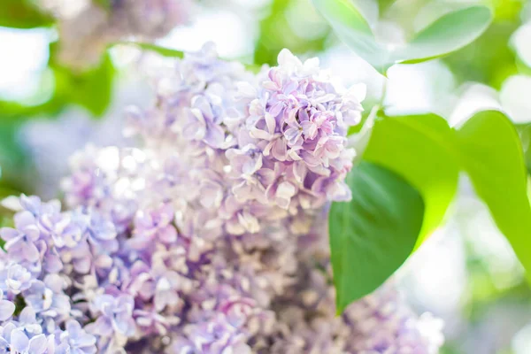 Lilac Zahradě Kvetoucí Šeříkově Fialové Květy Selektivní Zaměření Větvička Šeříku — Stock fotografie