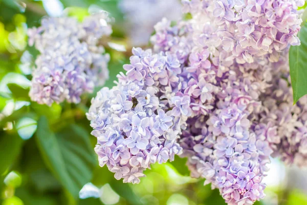 Lilac Zahradě Kvetoucí Šeříkově Fialové Květy Selektivní Zaměření Větvička Šeříku — Stock fotografie