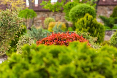 Arka plan için doğal manzara. Parkın bir parçası. Çalıları ve yeşil çimenleri olan park, manzara tasarımı