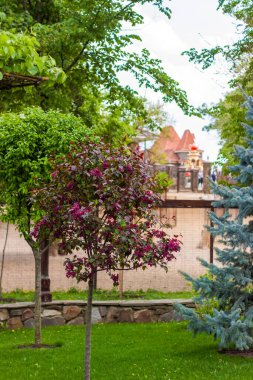 Parktaki manzara çok güzel. Çiçek açan bir elma ağacı küçük bir ağaçtır. Ağaçtaki parlak çiçekler. Park.