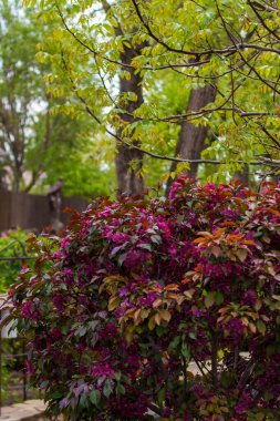 Parktaki manzara çok güzel. Çiçek açan bir elma ağacı küçük bir ağaçtır. Ağaçtaki parlak çiçekler. Park.