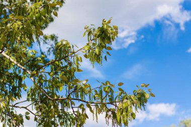 Arka planda doğal yeşil bitkiler manzarası, ekoloji, yeni duvar kağıdı kavramları kullanarak yeşil bir arka planda bulanık yeşil bir arkaplan üzerindeki yeşil yaprağın yakın görüntüsü..