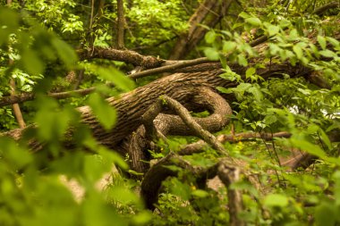 Arka planda doğal yeşil bitkiler manzarası, ekoloji, yeni duvar kağıdı kavramları kullanarak yeşil bir arka planda bulanık yeşil bir arkaplan üzerindeki yeşil yaprağın yakın görüntüsü..