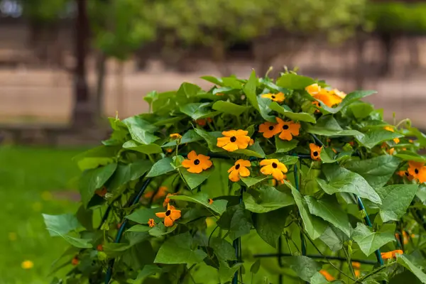 Beautifully Decorated Ball Bush Orange Flowers Thunbergia Winged Natural Background — Stock Photo, Image