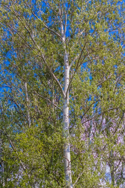 Bosque Primavera Día Soleado Cielo Azul Vista Del Cielo Arboleda — Foto de Stock