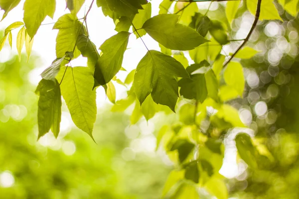 Крупним Планом Вид Зелений Лист Розмитому Зеленому Тлі Саду Копією — стокове фото