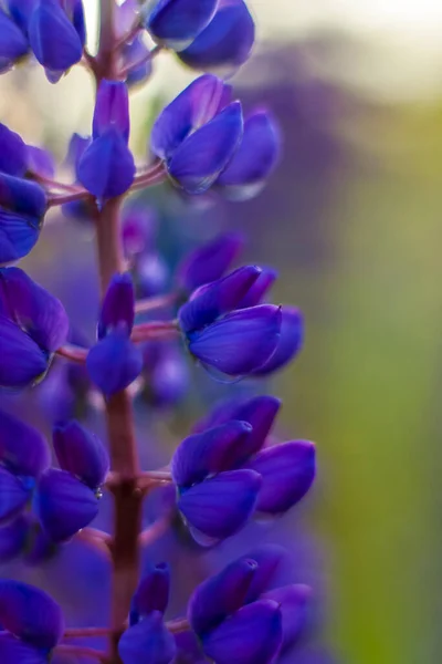 Mor Vahşi Lupin Lupinus Poliphyllus Çayırda Çiçek Açar Çiçek Yakın — Stok fotoğraf