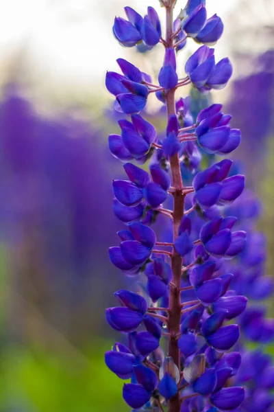 Tremoço Selvagem Roxo Lupinus Polyphyllus Floresce Prado Campo Com Flores — Fotografia de Stock