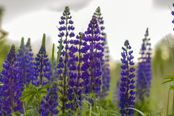 Fialový Lupin Lupinus Polyphyllus Kvete Louce Pole Divokými Purpurovými Květy — Stock fotografie