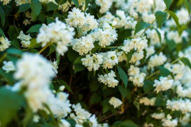 Güneşli bir günde beyaz yasemin çiçekleri. Uzayın kopyalanması ile bulanık yeşilliğe yakın plan, arka plan olarak doğal manzara, ekoloji, yeni duvar kağıdı kavramları.