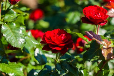 Güneşli bir günde çiçek tarhında kırmızı güller. Uzayın kopyalanması ile bulanık yeşilliğe yakın plan, arka plan olarak doğal manzara, ekoloji, yeni duvar kağıdı kavramları.
