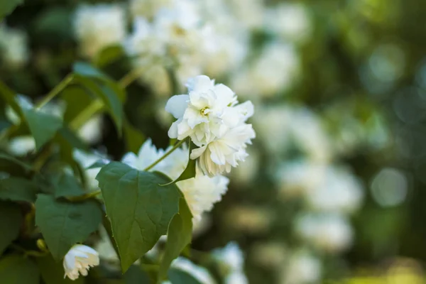 White Jasmine Flowers Sunny Day Close Blurred Greenery Copying Space — Stock Photo, Image