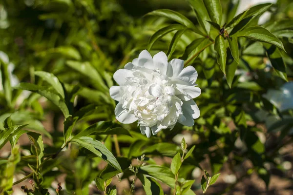 Peony Flowers Close Close Blurred Greenery Copying Space Using Background — Stock Photo, Image