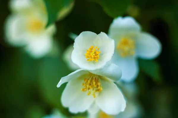 Flores Jazmín Blanco Cerca Macro Fotografía Colores Primer Plano Vegetación —  Fotos de Stock