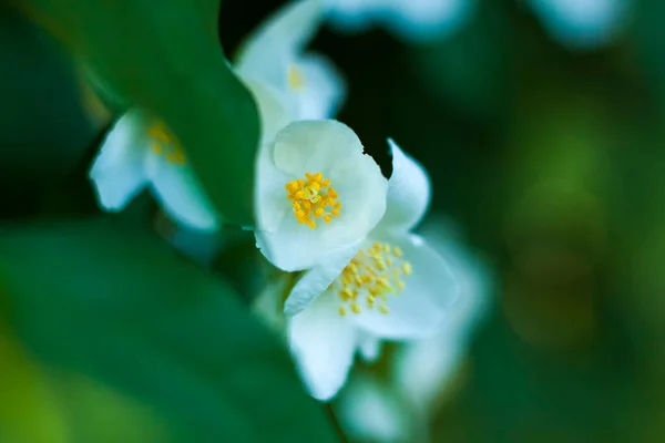 White Jasmine Flowers Close Macro Photography Colors Close Blurred Greenery — Stock Photo, Image