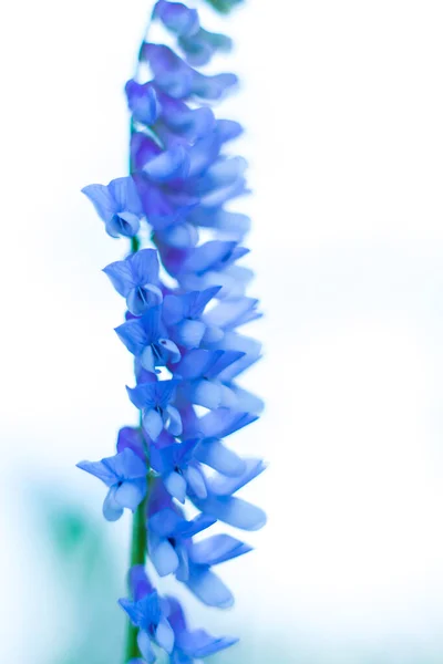 Blue Flowers Close Macro Photography Colors Close Blurred Greenery Copying — Stockfoto