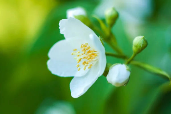 White Jasmine Flowers Close Macro Photography Colors Close Blurred Greenery — Stock Photo, Image