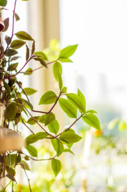 Ev bahçesi. Saksı çiçekleri. Şık bir botanik tasarımı. Evde bahçıvanlık kavramı. Şablon. Şablon.