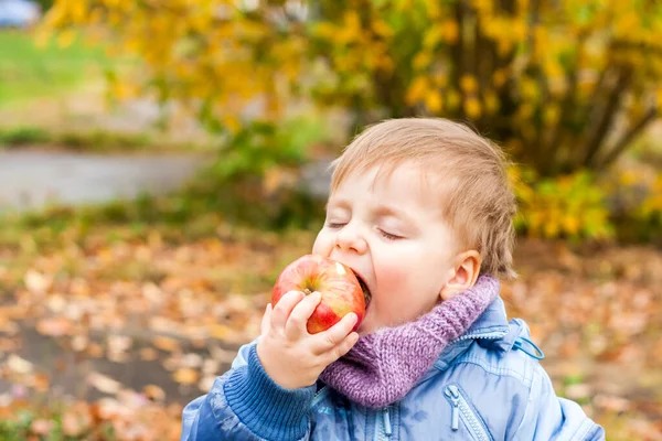Autumn mood. A boy poses against a background of yellow leaves eating a juicy red apple. Autumn portrait of a child with an apple. Sight. Cute smiling boy. Autumn.