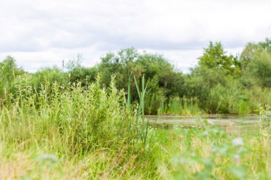 Reeds on the lake. Abstract natural background of a river with duckweed. Selective Focus. Natural landscape. Landscape background for a postcard, banner or poster. Selective focusing.