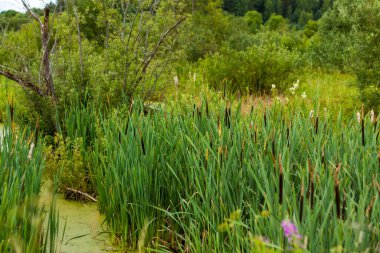 Reeds on the lake. Abstract natural background of a river with duckweed. Selective Focus. Natural landscape. Landscape background for a postcard, banner or poster. Selective focusing.