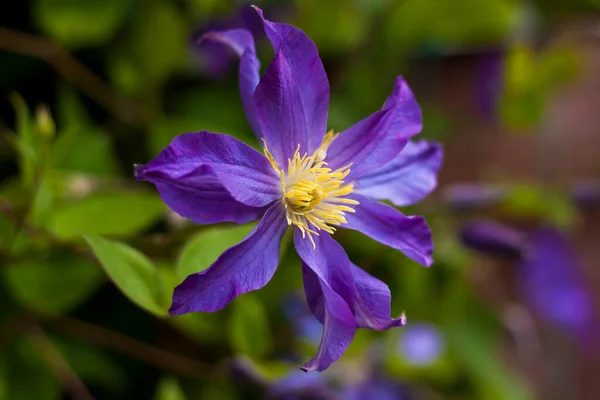 Flowers of Clematis and platinum. Close-up on blurred greenery with copying of space, using as a background of the natural landscape, ecology. Macro photography, Selective focusing.  