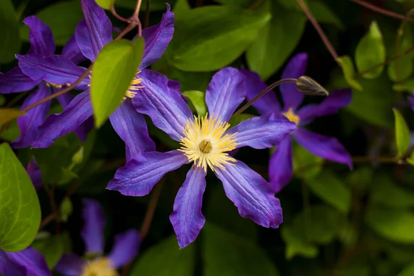 Flowers Clematis Platinum Close Blurred Greenery Copying Space Using Background — Zdjęcie stockowe