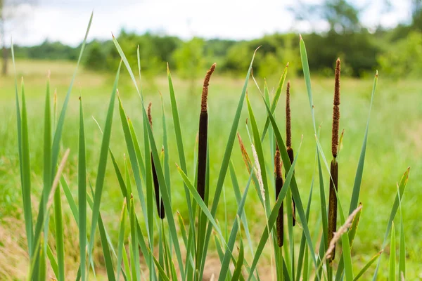 Reeds Lake Abstract Natural Background River Duckweed Selective Focus Natural — Stockfoto