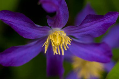 Flowers of Clematis and platinum. Close-up on blurred greenery with copying of space, using as a background of the natural landscape, ecology. Macro photography, Selective focusing.  