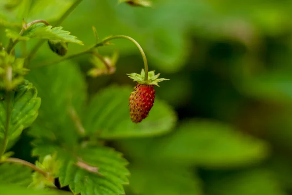 Wild strawberry is a wild berry. Close-up on blurred greenery with copying of space, using as a background of the natural landscape, ecology. Macro photography, Selective focusing.