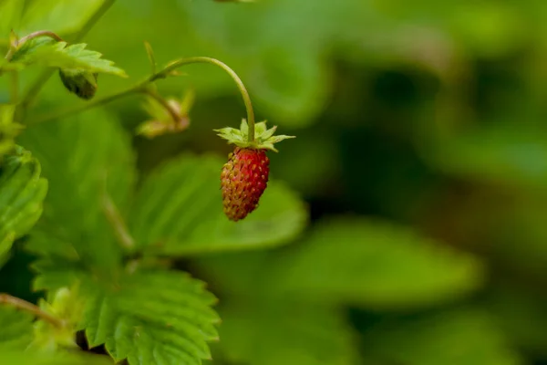 Wild strawberry is a wild berry. Close-up on blurred greenery with copying of space, using as a background of the natural landscape, ecology. Macro photography, Selective focusing.