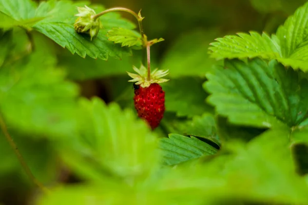 Wild strawberry is a wild berry. Close-up on blurred greenery with copying of space, using as a background of the natural landscape, ecology. Macro photography, Selective focusing.