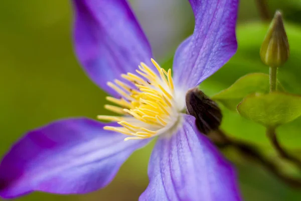 Flores Clematis Platino Primer Plano Sobre Vegetación Borrosa Con Copia —  Fotos de Stock