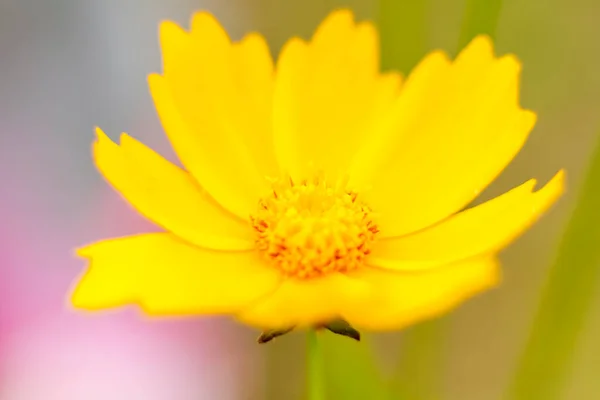 Yellow Flower Bud Close Blurry Background Copying Space Using Natural — Stockfoto
