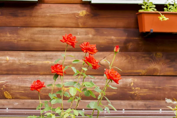 A bush of red roses adorn the facade of the building made of wood. Roses in a flower bed. using the natural landscape and ecology as a background. Selective focusing.