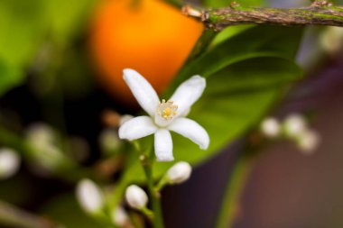 Dekoratif mandalina ağacı pencerede güzel ve bol bol çiçek açar. Çiçekli bir ağaç. Mandalina çiçeği.